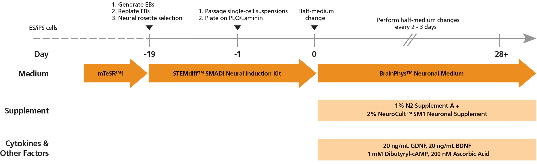 Rodent Neurons Matured in BrainPhys™ Neuronal Medium