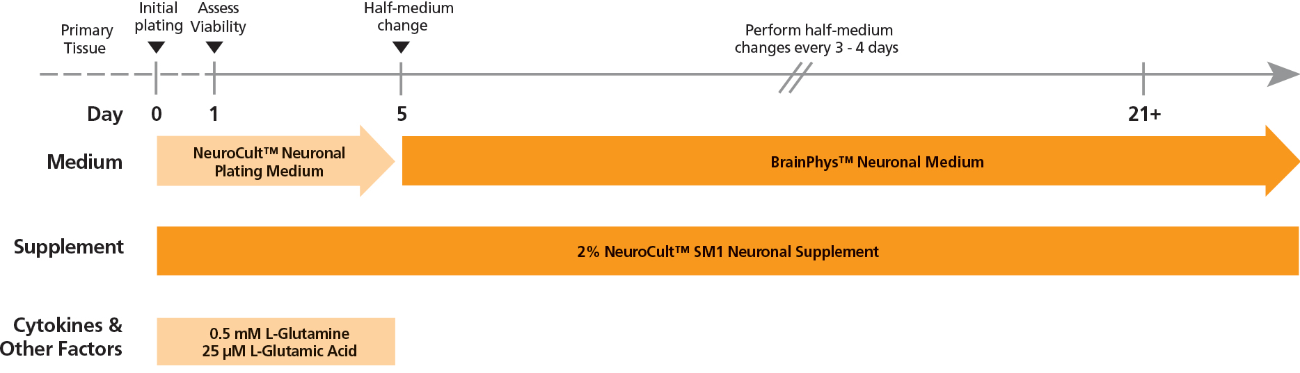 Rodent Neurons Matured in BrainPhys™ Neuronal Medium