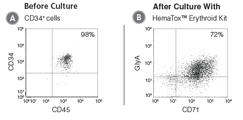 Flow cytometry plots showing erythroid cells produced after culture of CD34+ HSPCs with the HemaTox™ Erythroid Kit