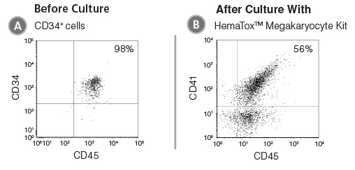 Flow cytometry plots showing erythroid cells produced after culture of CD34+ HSPCs with the HemaTox™ Erythroid Kit