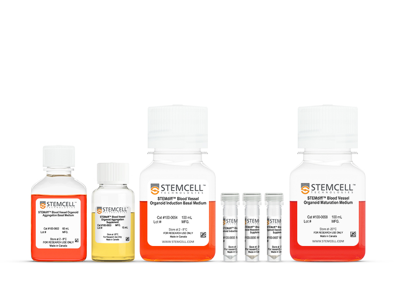 新品发布：STEMdiff 血管类器官试剂盒